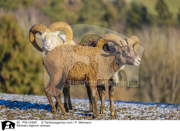 Siberian bighorn sheeps / PW-10485