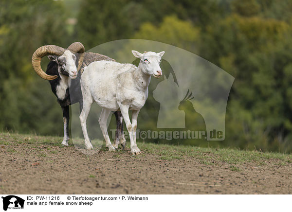 male and female snow sheep / PW-11216