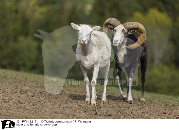 male and female snow sheep / PW-11217
