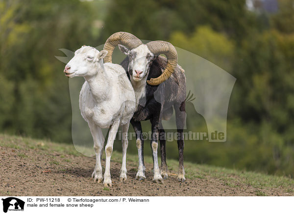 mnnliches und weibliches Schneeschaf / male and female snow sheep / PW-11218