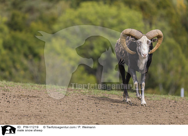 mnnliches Schneeschaf / male snow sheep / PW-11219