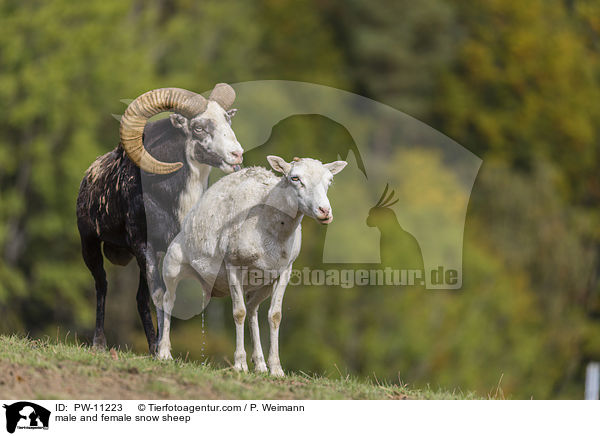 mnnliches und weibliches Schneeschaf / male and female snow sheep / PW-11223