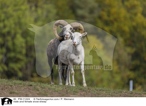 male and female snow sheep / PW-11224