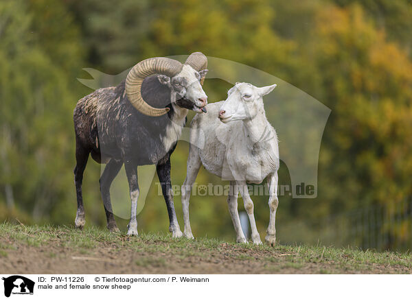 male and female snow sheep / PW-11226