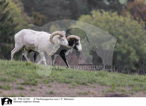 Schneeschaf / Siberian bighorn sheep / PW-12190