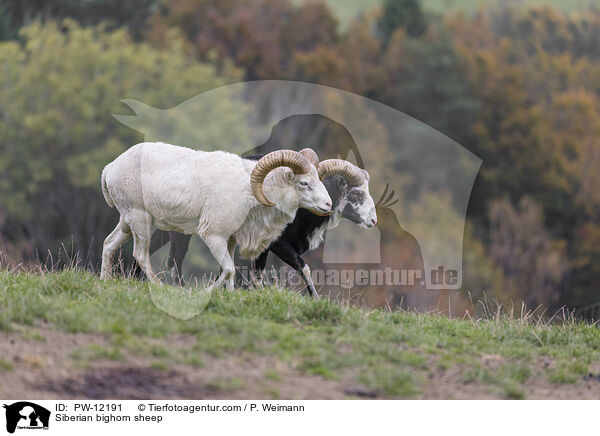 Schneeschaf / Siberian bighorn sheep / PW-12191