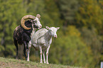 male and female snow sheep