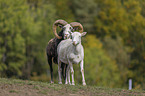 male and female snow sheep
