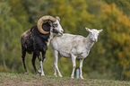 male and female snow sheep