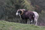Siberian bighorn sheep