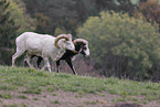 Siberian bighorn sheep