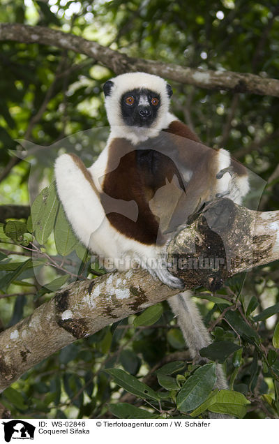 Coquerel-Sifaka / Coquerel Sifaka / WS-02846