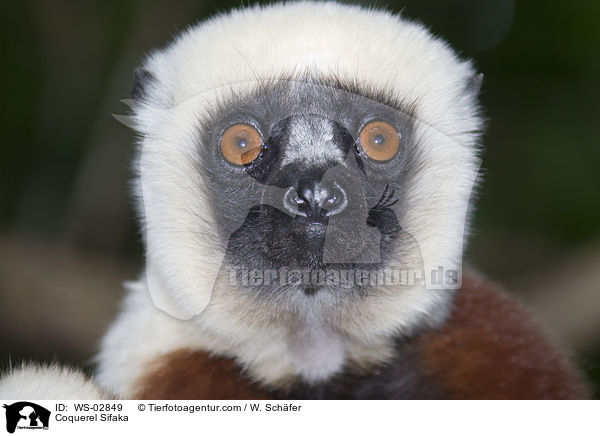 Coquerel-Sifaka / Coquerel Sifaka / WS-02849