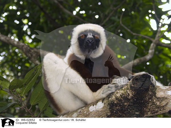 Coquerel-Sifaka / Coquerel Sifaka / WS-02852