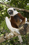 Coquerel Sifaka