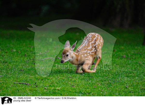 young sika deer / DMS-02240