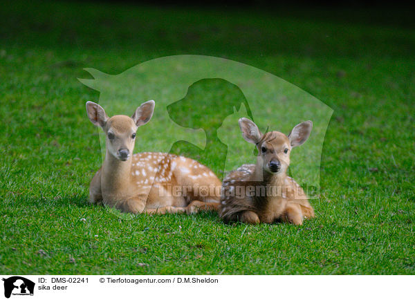 Sikawild / sika deer / DMS-02241