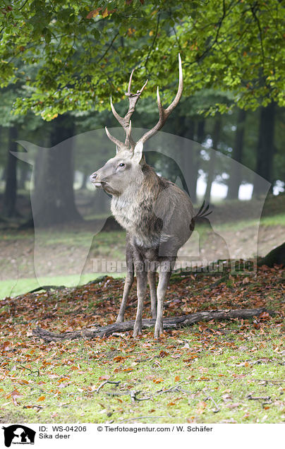 Sikawild / Sika deer / WS-04206