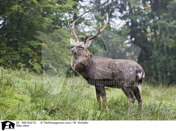 Sika deer / WS-04210
