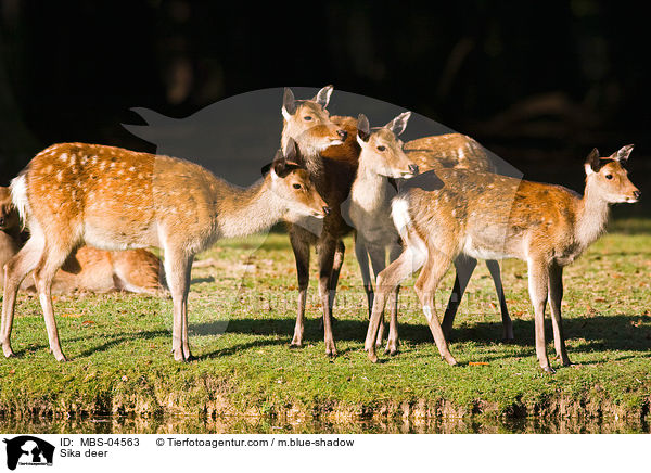 Sikawild / Sika deer / MBS-04563