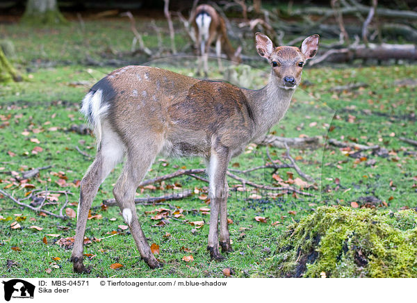 Sika deer / MBS-04571