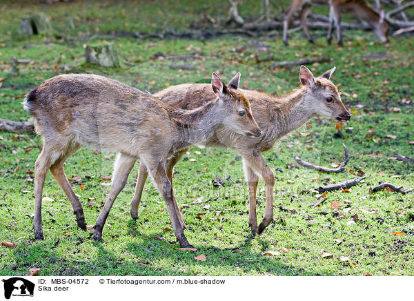 Sikawild / Sika deer / MBS-04572