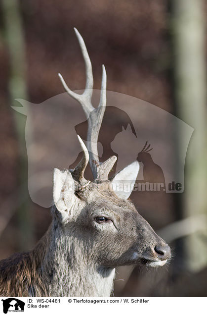 Sika deer / WS-04481