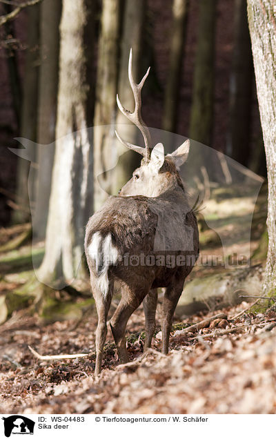 Sika deer / WS-04483