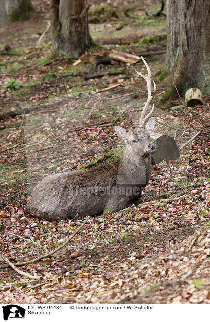 Sikawild / Sika deer / WS-04484