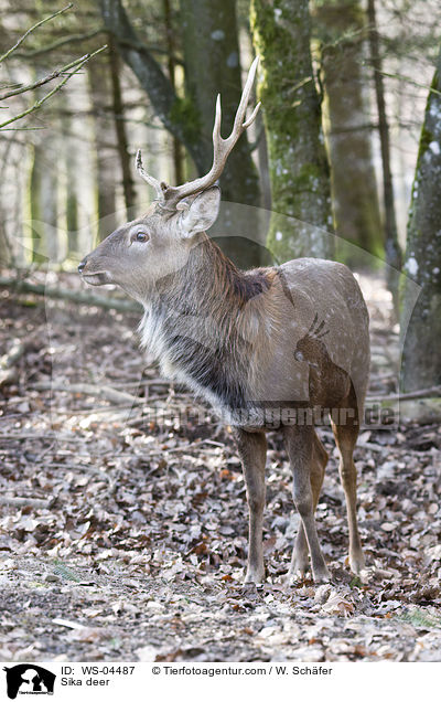 Sika deer / WS-04487