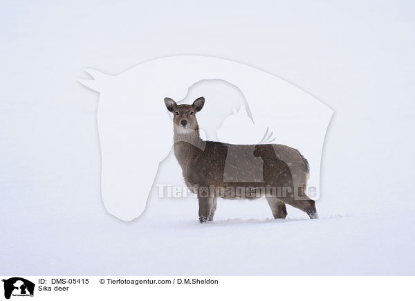 Sikawild / Sika deer / DMS-05415
