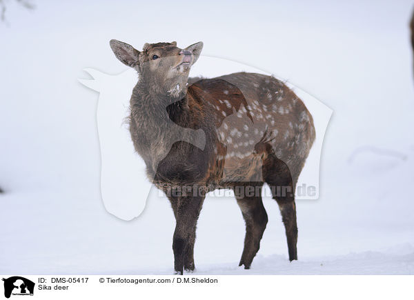 Sika deer / DMS-05417