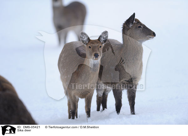 Sika deer / DMS-05421