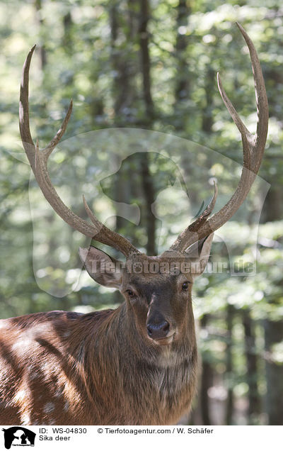 Sika deer / WS-04830