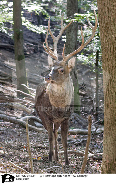 Sika deer / WS-04831