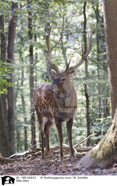 Sikawild / Sika deer / WS-04833