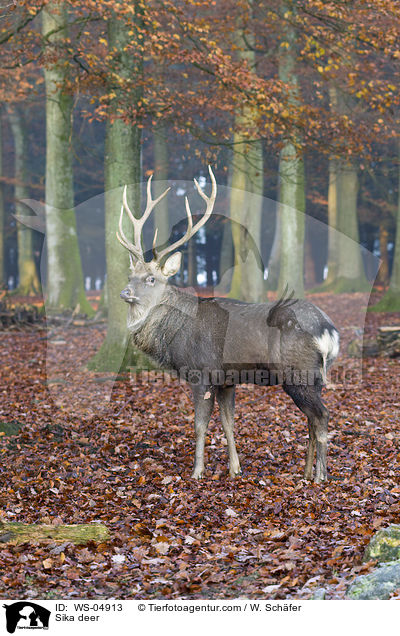 Sika deer / WS-04913