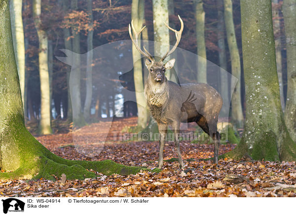 Sikawild / Sika deer / WS-04914