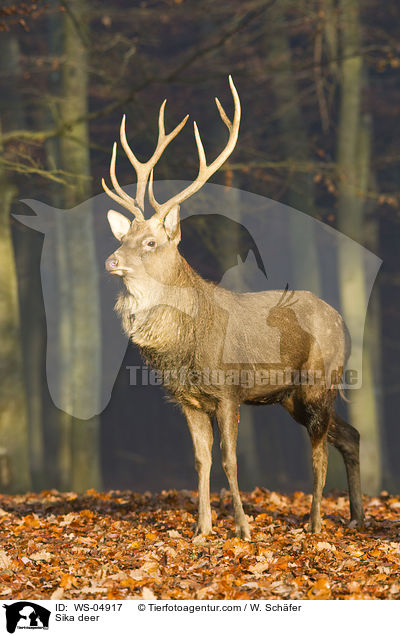 Sika deer / WS-04917