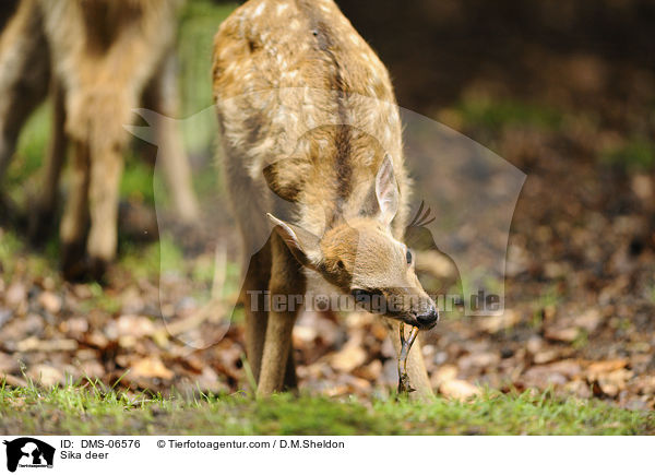 Sika deer / DMS-06576