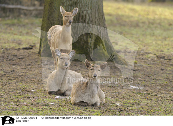 Sikawild / Sika deer / DMS-06984
