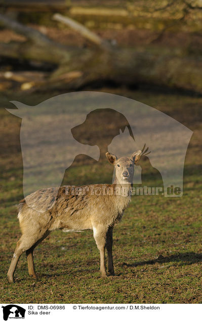 Sika deer / DMS-06986