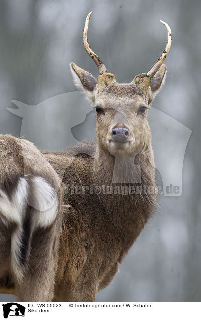 Sika deer / WS-05023