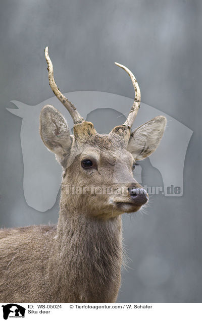 Sika deer / WS-05024