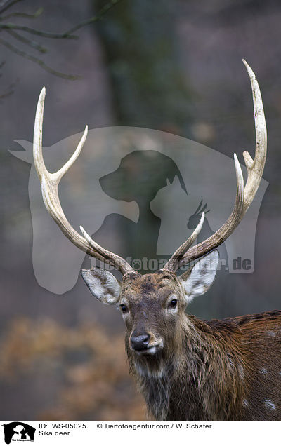 Sikawild / Sika deer / WS-05025