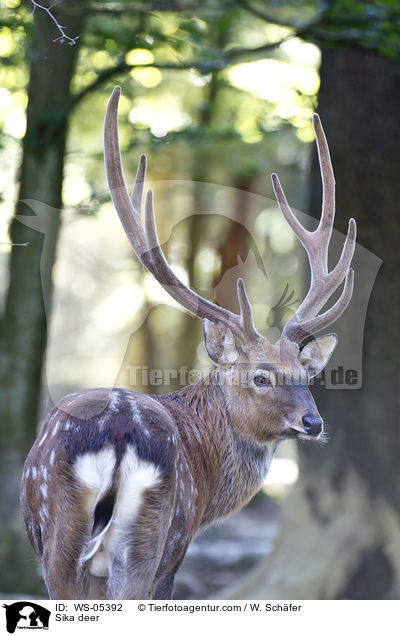 Sika deer / WS-05392