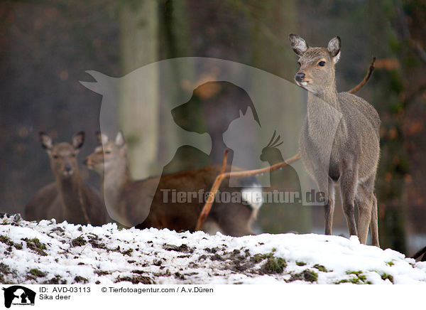 Sikawild / Sika deer / AVD-03113