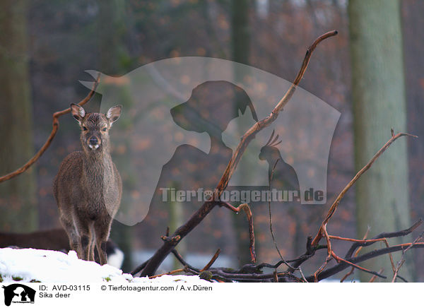 Sikawild / Sika deer / AVD-03115