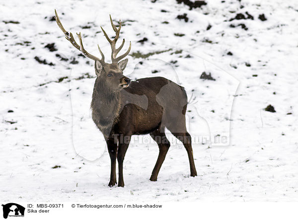 Sika deer / MBS-09371