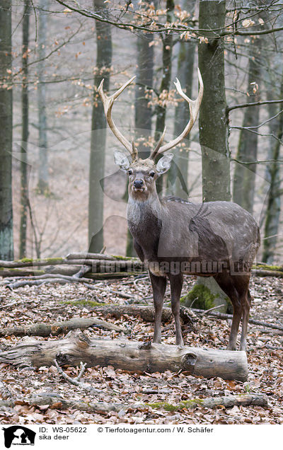 sika deer / WS-05622